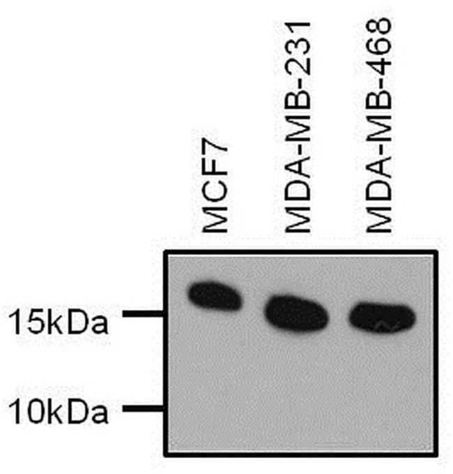 H3K9me2S10ph Antibody in Western Blot (WB)