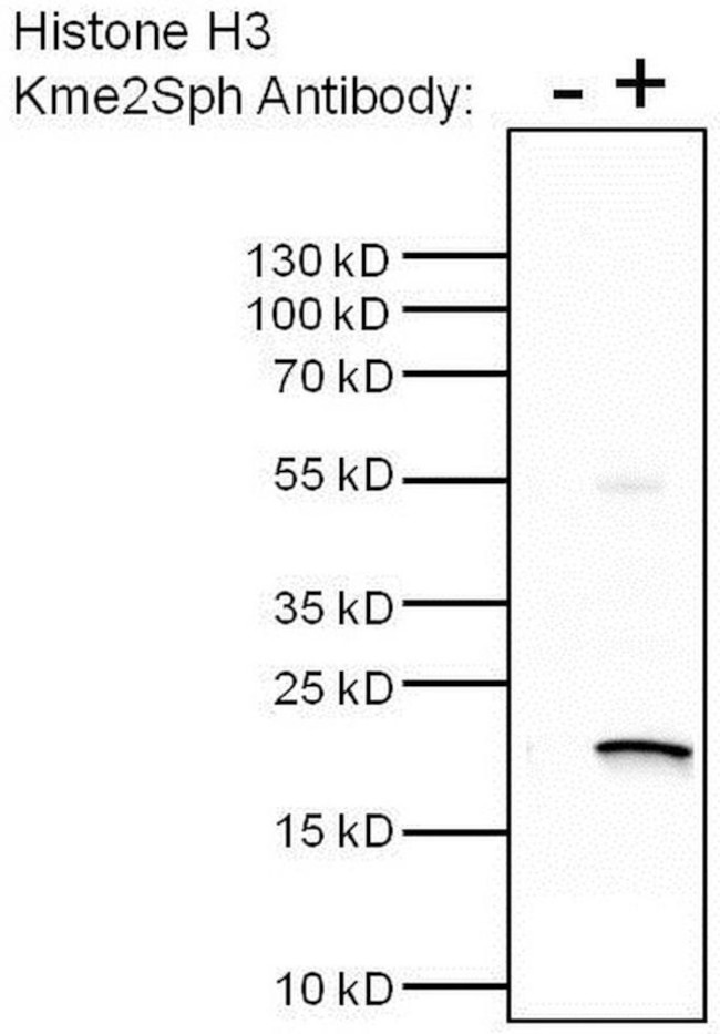 H3K9me2S10phK27me2S28ph Antibody in Immunoprecipitation (IP)