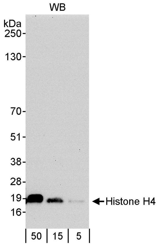 Histone H4 Antibody in Western Blot (WB)