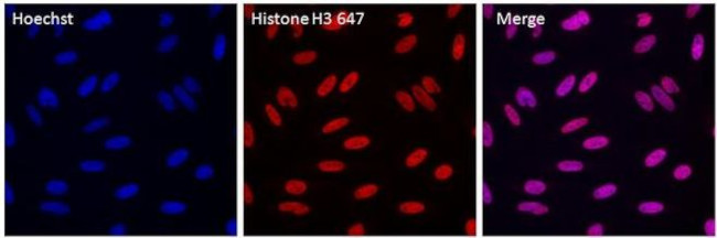 Histone H3 Antibody in Immunocytochemistry (ICC/IF)