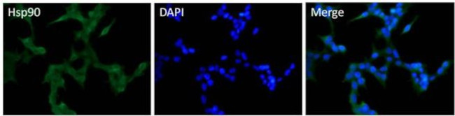 HSP90 beta Antibody in Immunocytochemistry (ICC/IF)