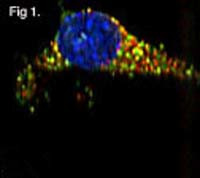 GRP94 Antibody in Immunocytochemistry (ICC/IF)