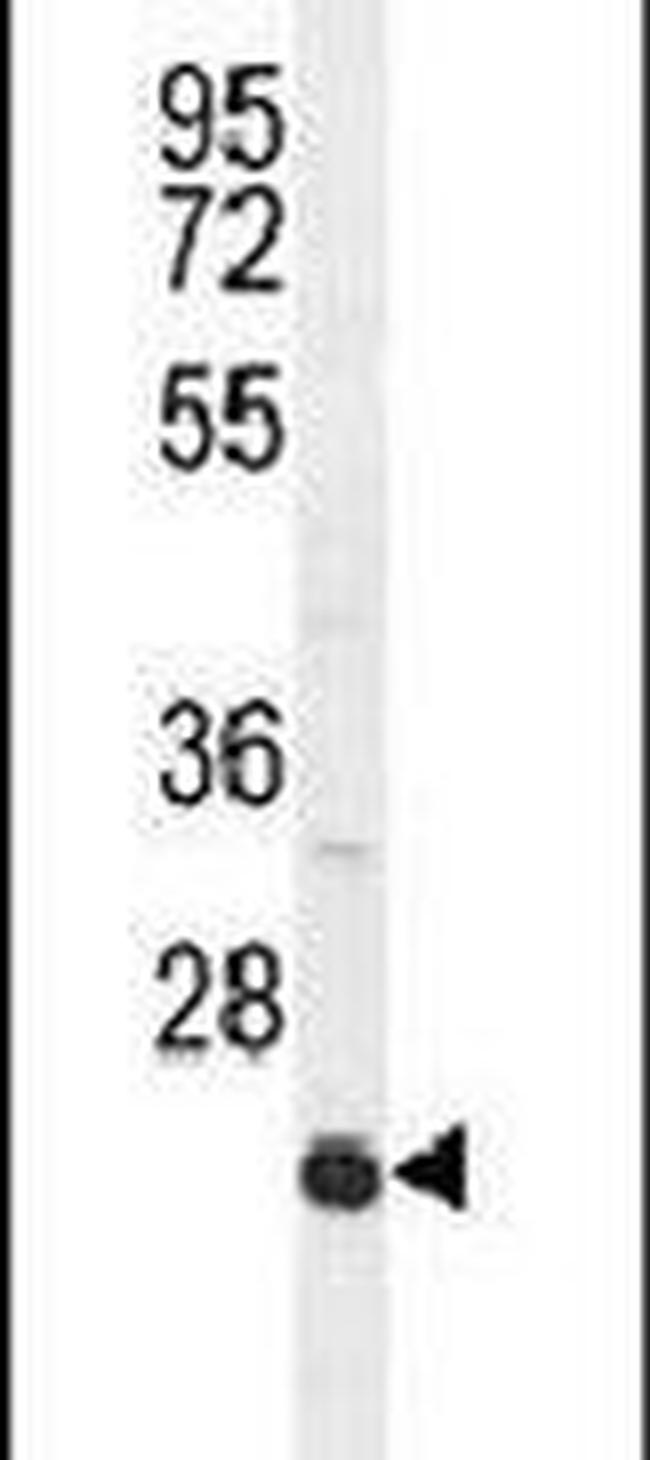 ICAM-2 Antibody in Western Blot (WB)