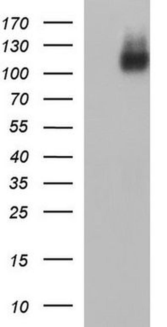 ICAM3 Antibody in Western Blot (WB)