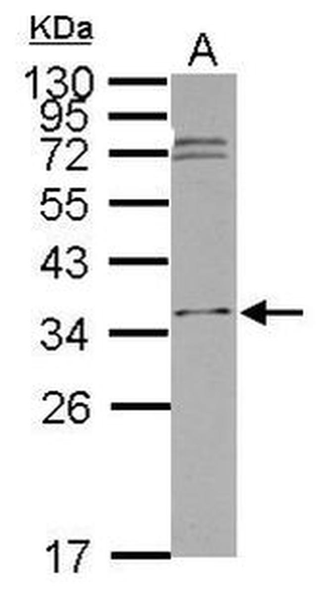 ICMT Antibody in Western Blot (WB)