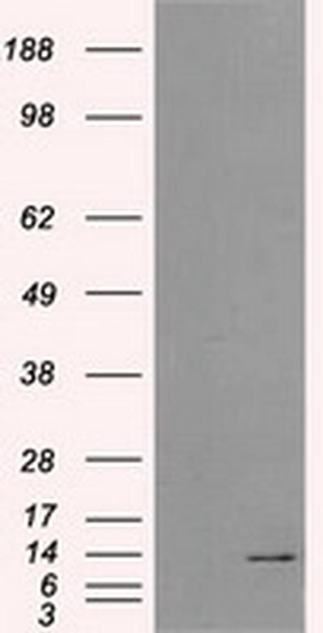 ID3 Antibody in Western Blot (WB)