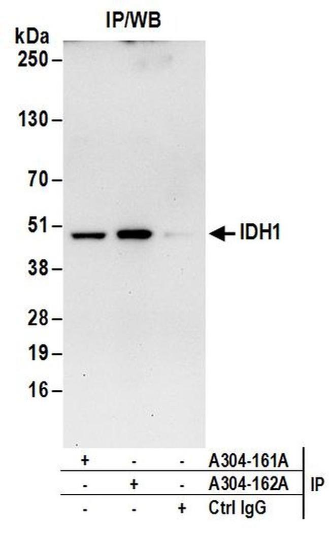 IDH1 Antibody in Western Blot (WB)