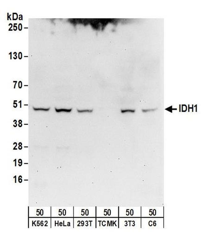 IDH1 Antibody in Western Blot (WB)