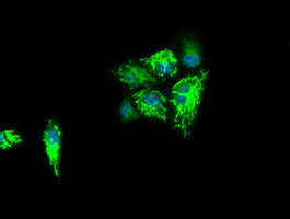 IDH3A Antibody in Immunocytochemistry (ICC/IF)