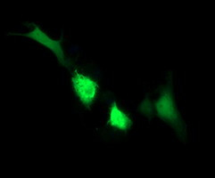 IDO1 Antibody in Immunocytochemistry (ICC/IF)