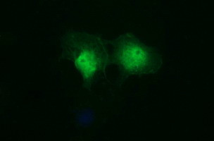 IDO1 Antibody in Immunocytochemistry (ICC/IF)