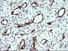 IDO1 Antibody in Immunohistochemistry (Paraffin) (IHC (P))