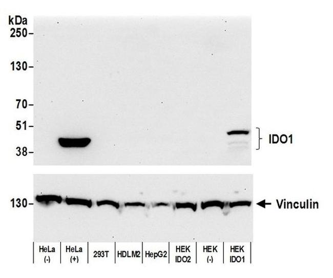 IDO1 Antibody in Western Blot (WB)