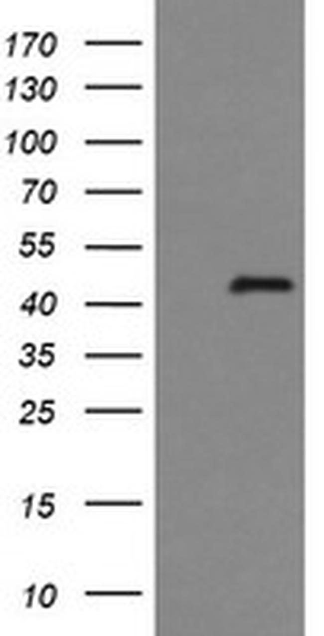 IDO1 Antibody in Western Blot (WB)