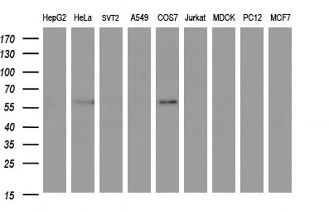 IDO1 Antibody in Western Blot (WB)