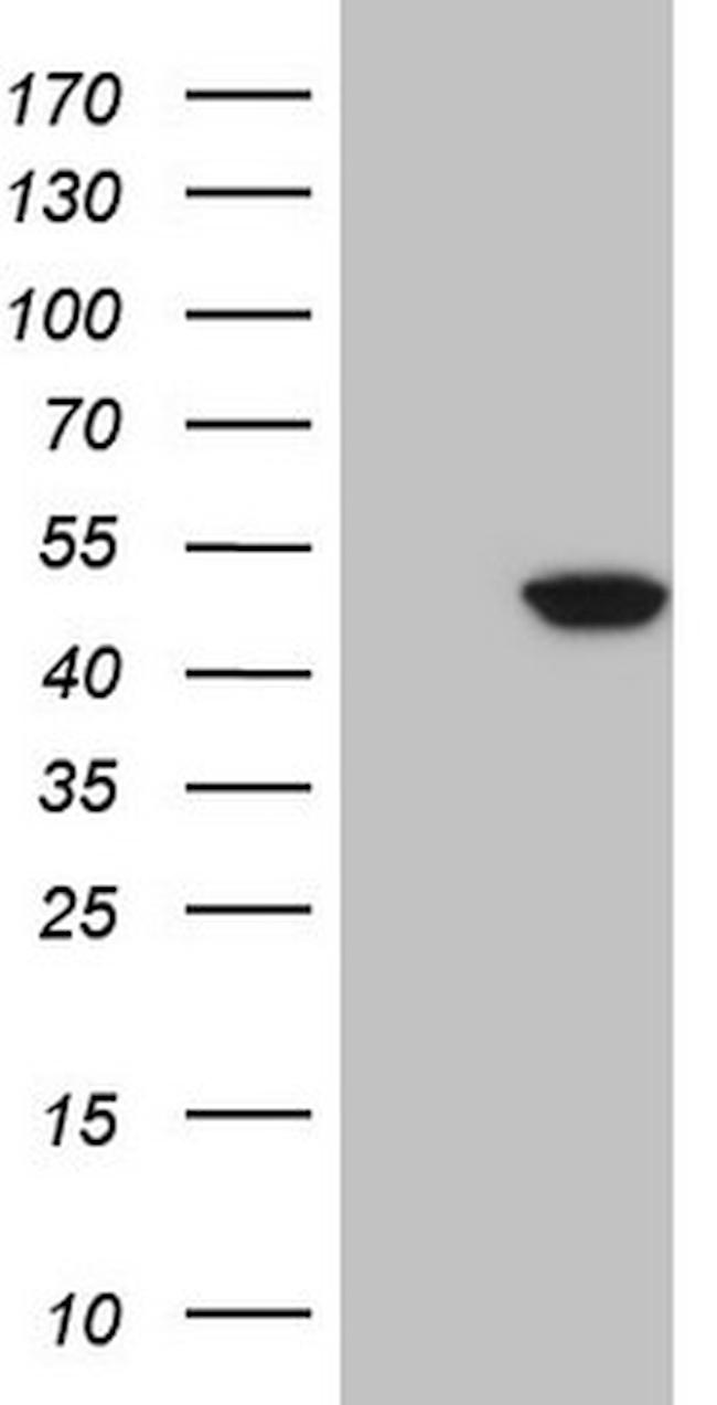 IDO2 Antibody in Western Blot (WB)