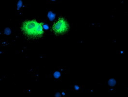 IDS Antibody in Immunocytochemistry (ICC/IF)