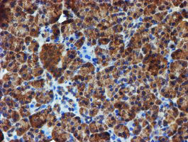 IDS Antibody in Immunohistochemistry (Paraffin) (IHC (P))