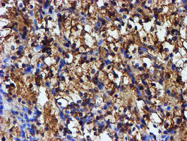 IDS Antibody in Immunohistochemistry (Paraffin) (IHC (P))