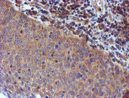 IDS Antibody in Immunohistochemistry (Paraffin) (IHC (P))