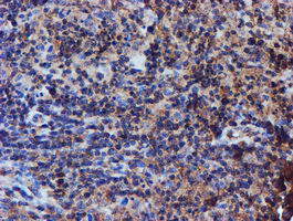 IDS Antibody in Immunohistochemistry (Paraffin) (IHC (P))