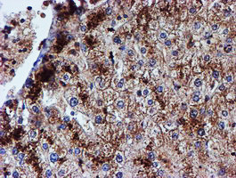 IDS Antibody in Immunohistochemistry (Paraffin) (IHC (P))