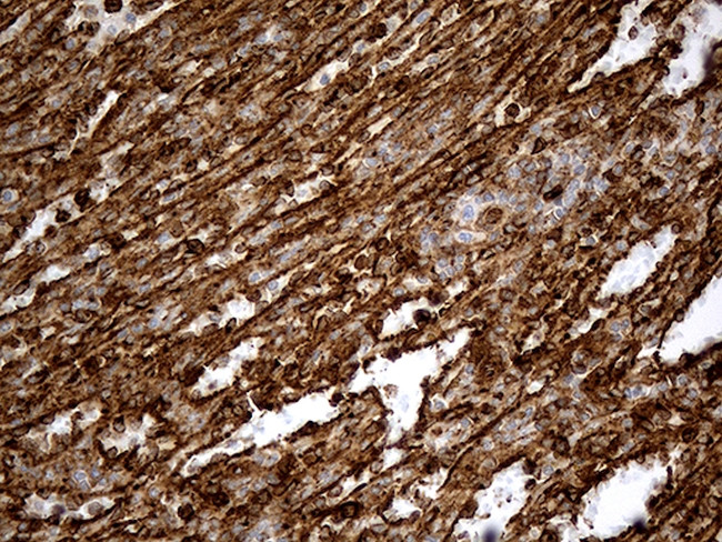 IFITM2 Antibody in Immunohistochemistry (Paraffin) (IHC (P))