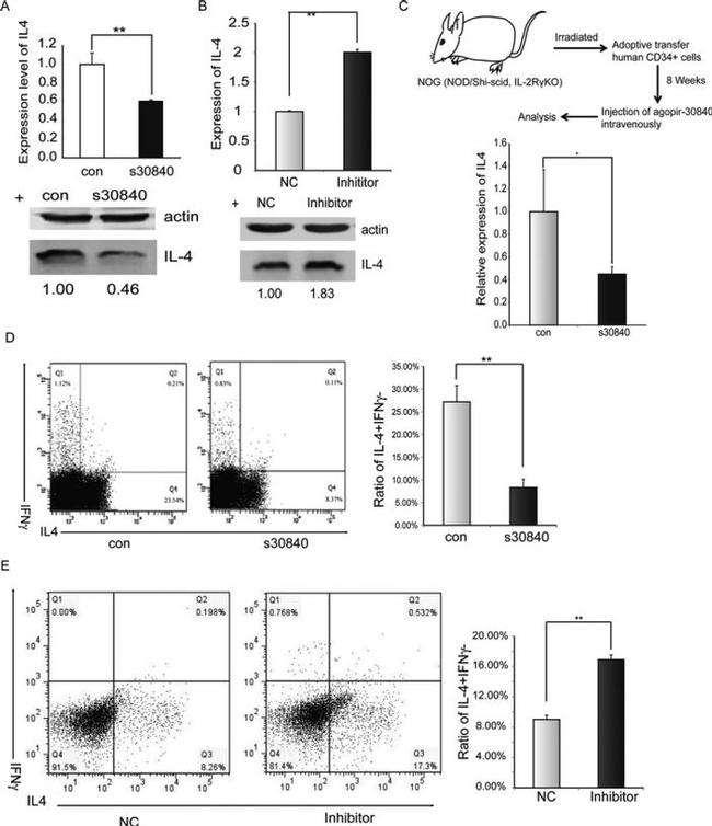 IL-4 Antibody in Western Blot, Flow Cytometry (WB, Flow)