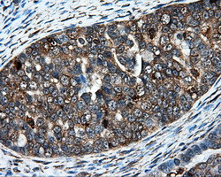 IFT57 Antibody in Immunohistochemistry (Paraffin) (IHC (P))