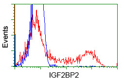 IGF2BP2 Antibody in Flow Cytometry (Flow)