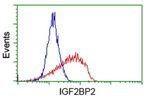 IGF2BP2 Antibody in Flow Cytometry (Flow)