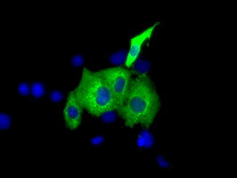 IGF2BP2 Antibody in Immunocytochemistry (ICC/IF)