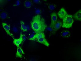 IGF2BP2 Antibody in Immunocytochemistry (ICC/IF)