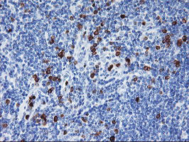 IGJ Antibody in Immunohistochemistry (Paraffin) (IHC (P))