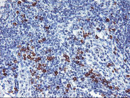 IGJ Antibody in Immunohistochemistry (Paraffin) (IHC (P))