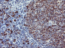 IGJ Antibody in Immunohistochemistry (Paraffin) (IHC (P))