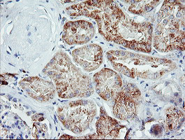 IGJ Antibody in Immunohistochemistry (Paraffin) (IHC (P))