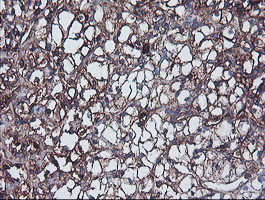 IGJ Antibody in Immunohistochemistry (Paraffin) (IHC (P))