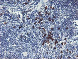 IGJ Antibody in Immunohistochemistry (Paraffin) (IHC (P))