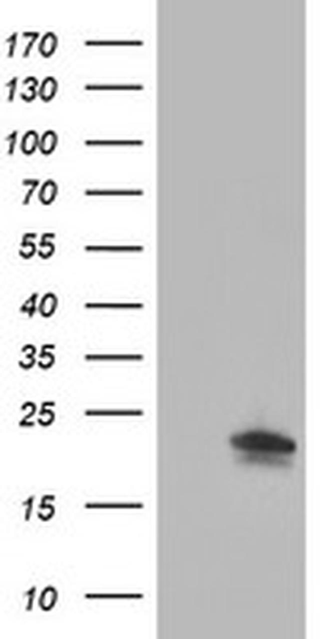 IGJ Antibody in Western Blot (WB)