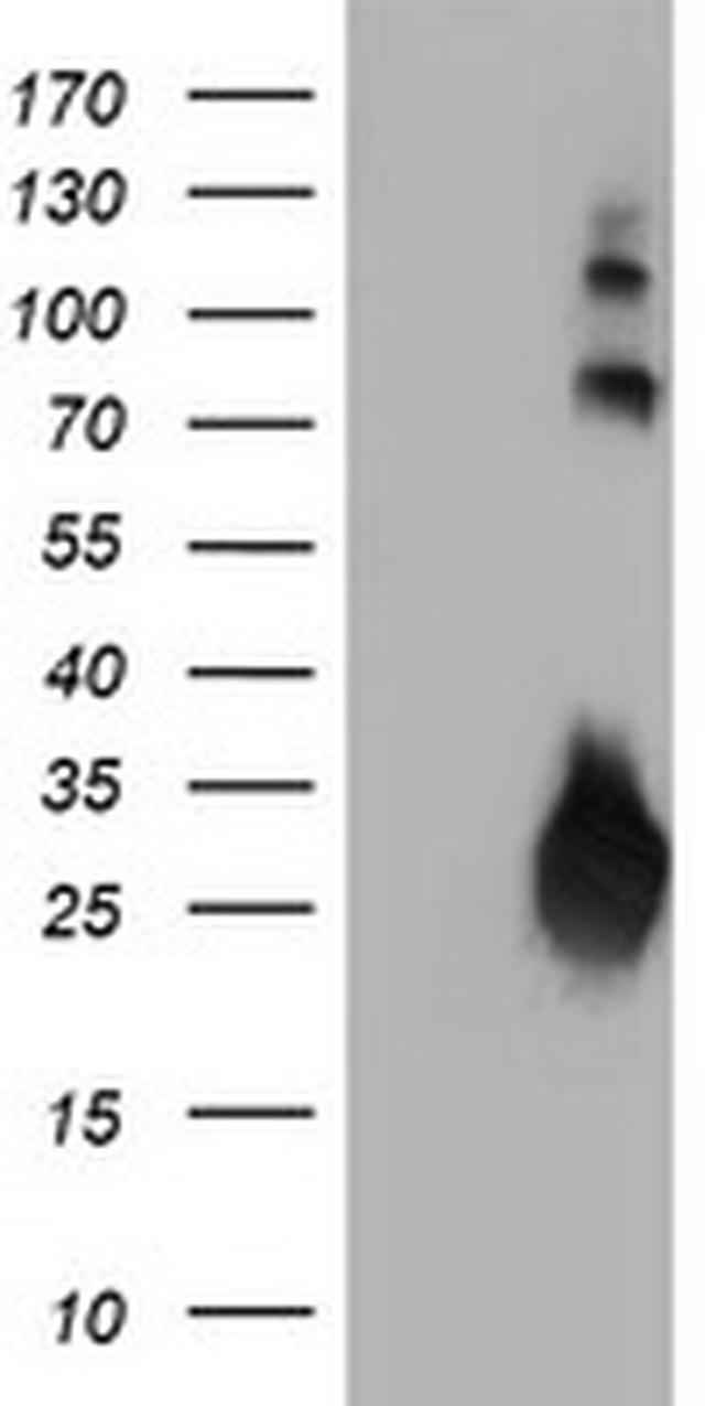 IGJ Antibody in Western Blot (WB)