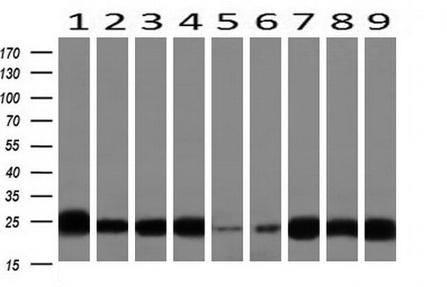 IGJ Antibody in Western Blot (WB)