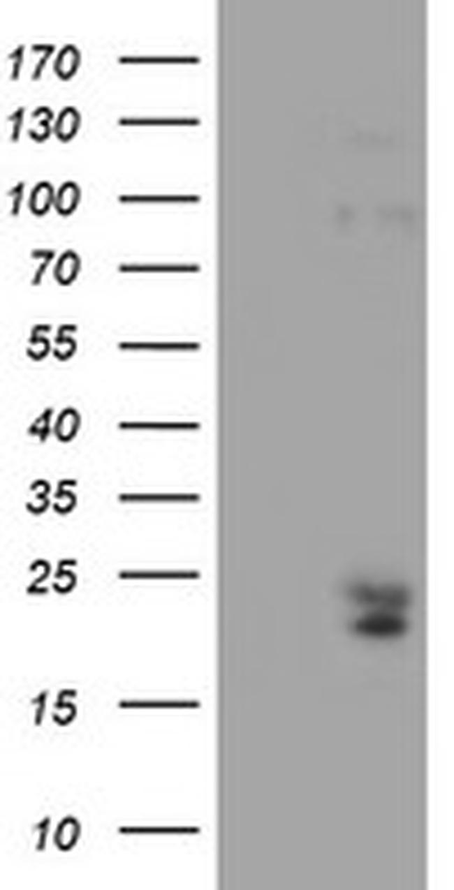 IGJ Antibody in Western Blot (WB)