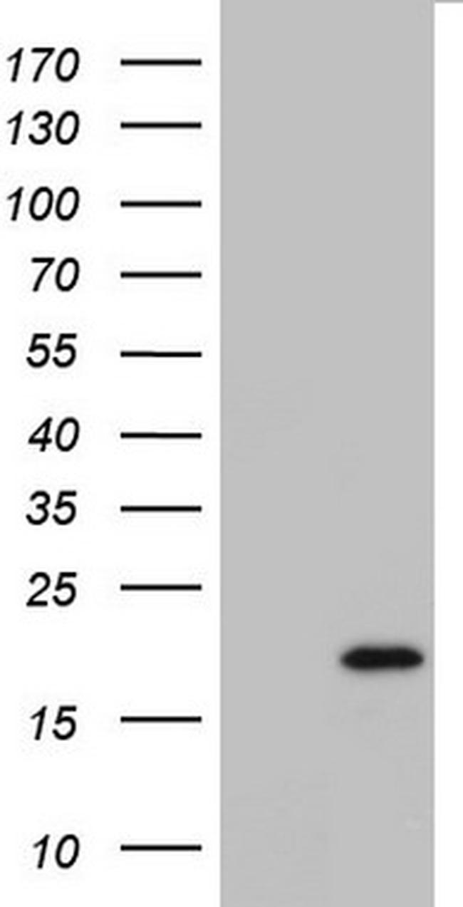 IL20 Antibody in Western Blot (WB)