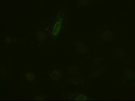 IL6 Antibody in Immunocytochemistry (ICC/IF)