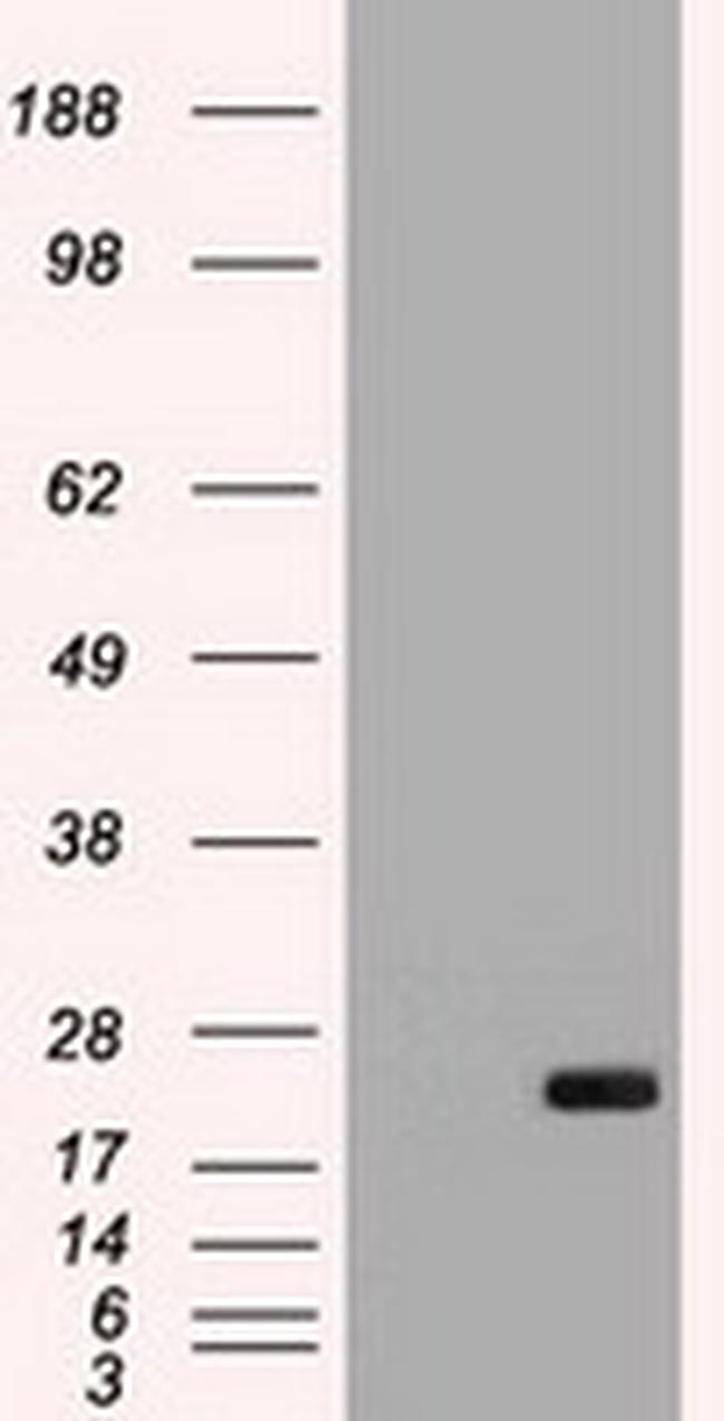 IL6 Antibody in Western Blot (WB)