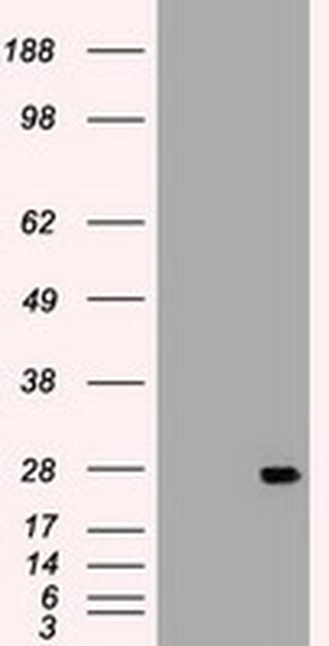 IL6 Antibody in Western Blot (WB)