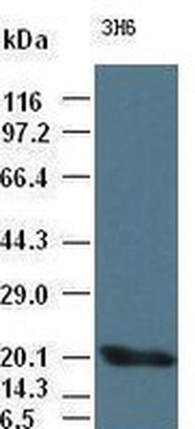 IL6 Antibody in Western Blot (WB)