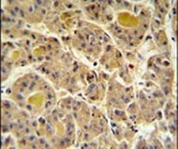 INO80D Antibody in Immunohistochemistry (IHC)