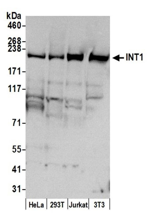 INT1 Antibody in Western Blot (WB)